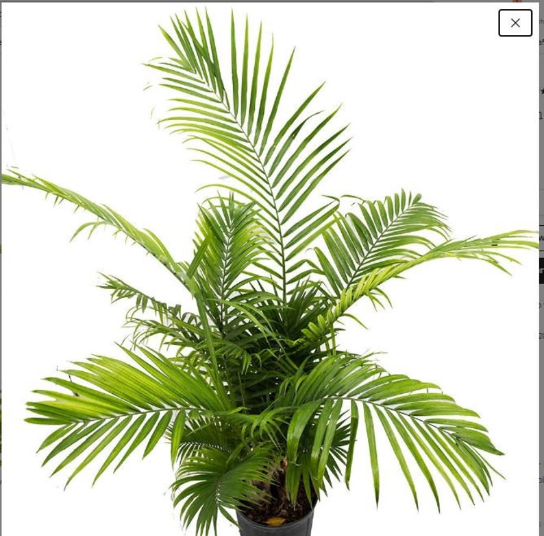 Majesty Palm Tree Large live Ravenea plant in 10 inch Etsy Majesty Palm Tree Large live Ravenea plant in 10 inch Etsy