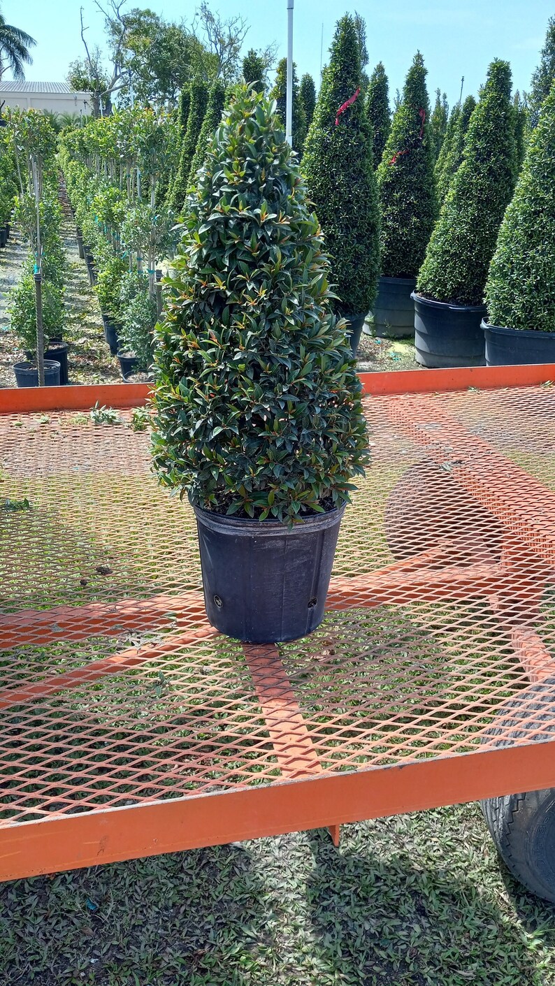 Eugenia Cone Shaped Topiary Live Plant in 10 Inch Pot Eugenia - Etsy