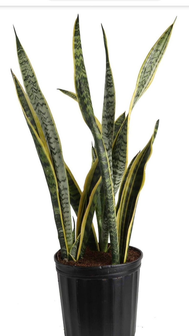 Giant Snake Plant Sansevieria Laurentii The perfect Trendy