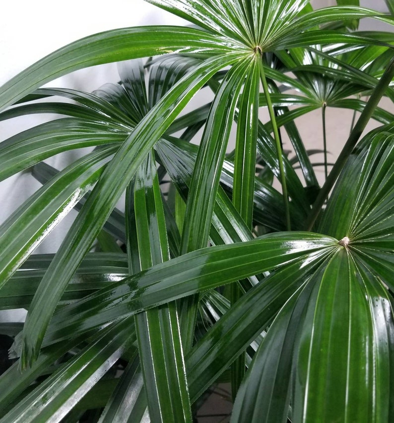 Lady Palm Rhapis Excelsa Indoor/Outdoor Live Plant 10 Etsy