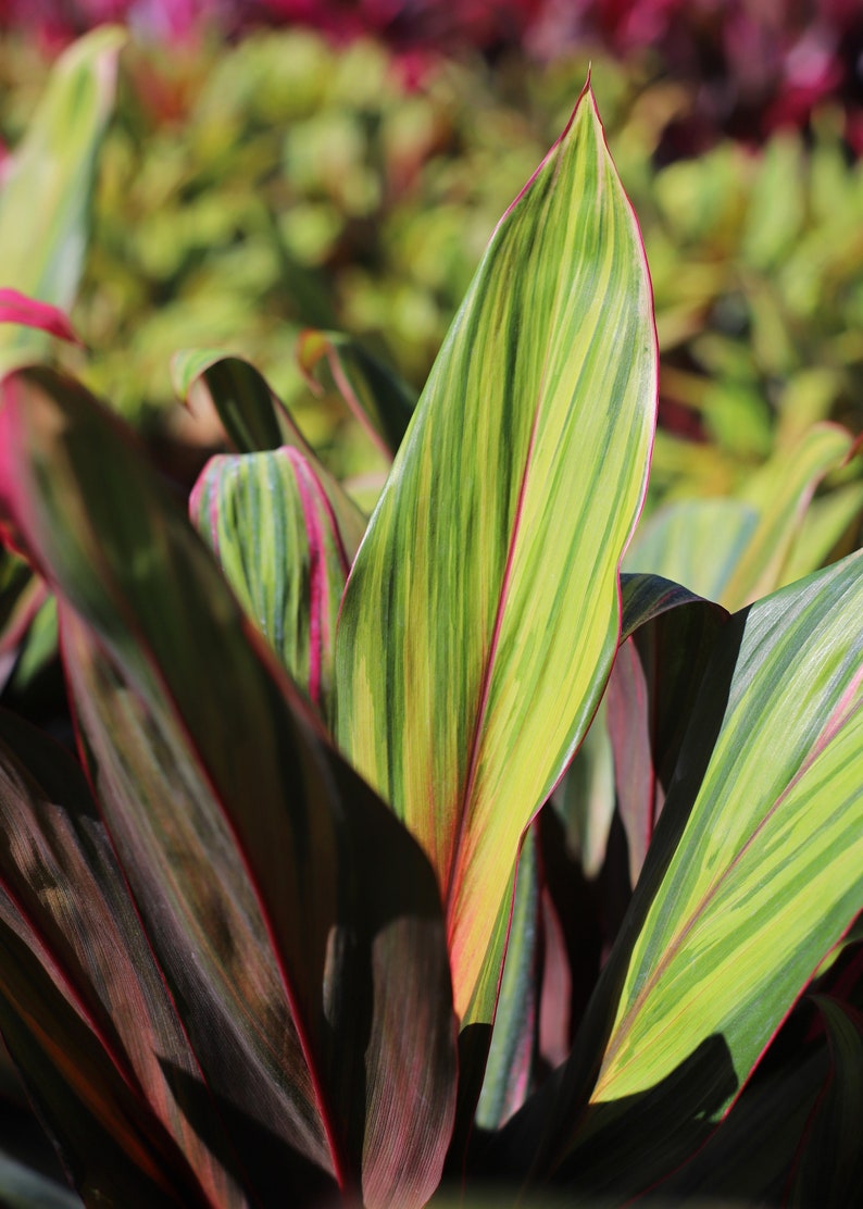 Plante D'intérieur Cordyline Fruticosa 'Kiwi' - Épinard Hawaïen - Pot 30-40 Cm - Purifie L'air, Feuillage Coloré