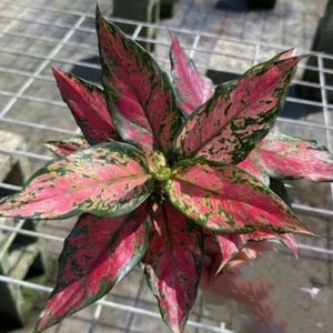 Aglaonema Very Red Chinese Evergreen Live plants in  6" nursery pot. Planta para interior. Plantes d'intérieur.