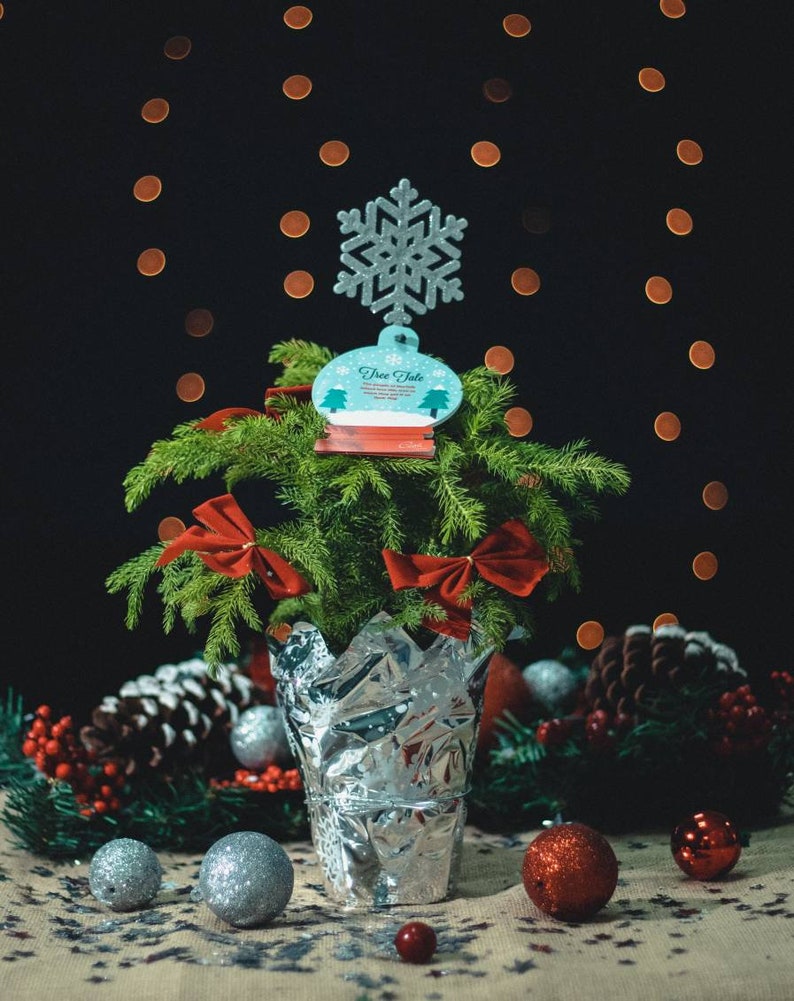 Norfolk Island Pine Mini Christmas Decorated Live Tree 4 Etsy