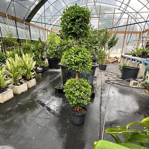 Eugenia 3 Ball Topiary Live Plant in a 10 Inch Pot Elegant and Beautifully Pruned Indoor Outdoor Patio Décor Interior Design quality