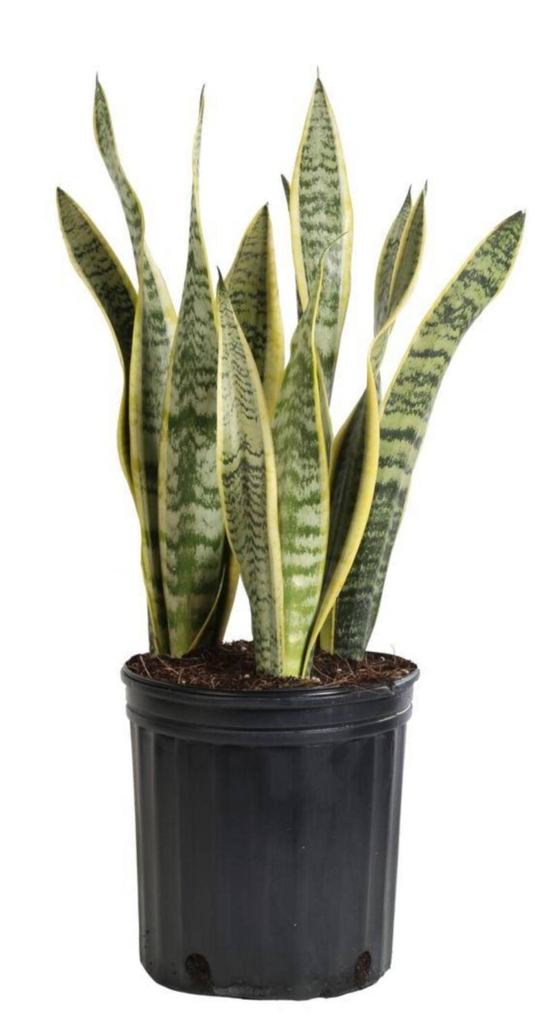 Giant Snake Plant Sansevieria Laurentii The perfect Trendy