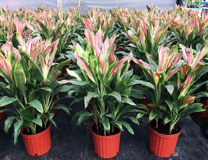 Cordyline Sherbert Hawaiian Ti indoor live plant SHIPPED