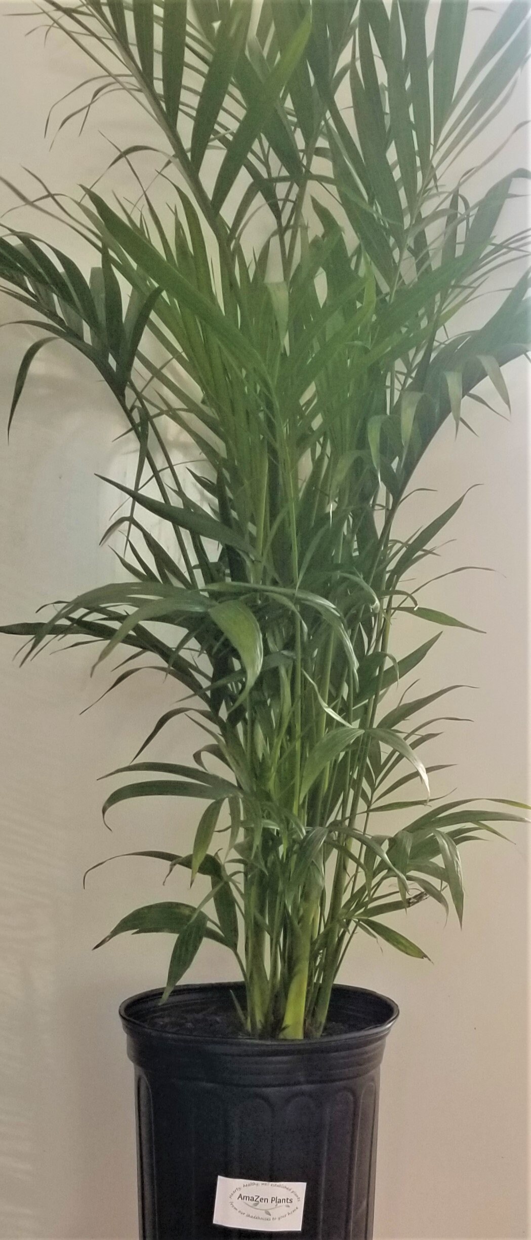 Bamboo Palma Viva en pote de 10 pulgadas Chamaedorea Etsy