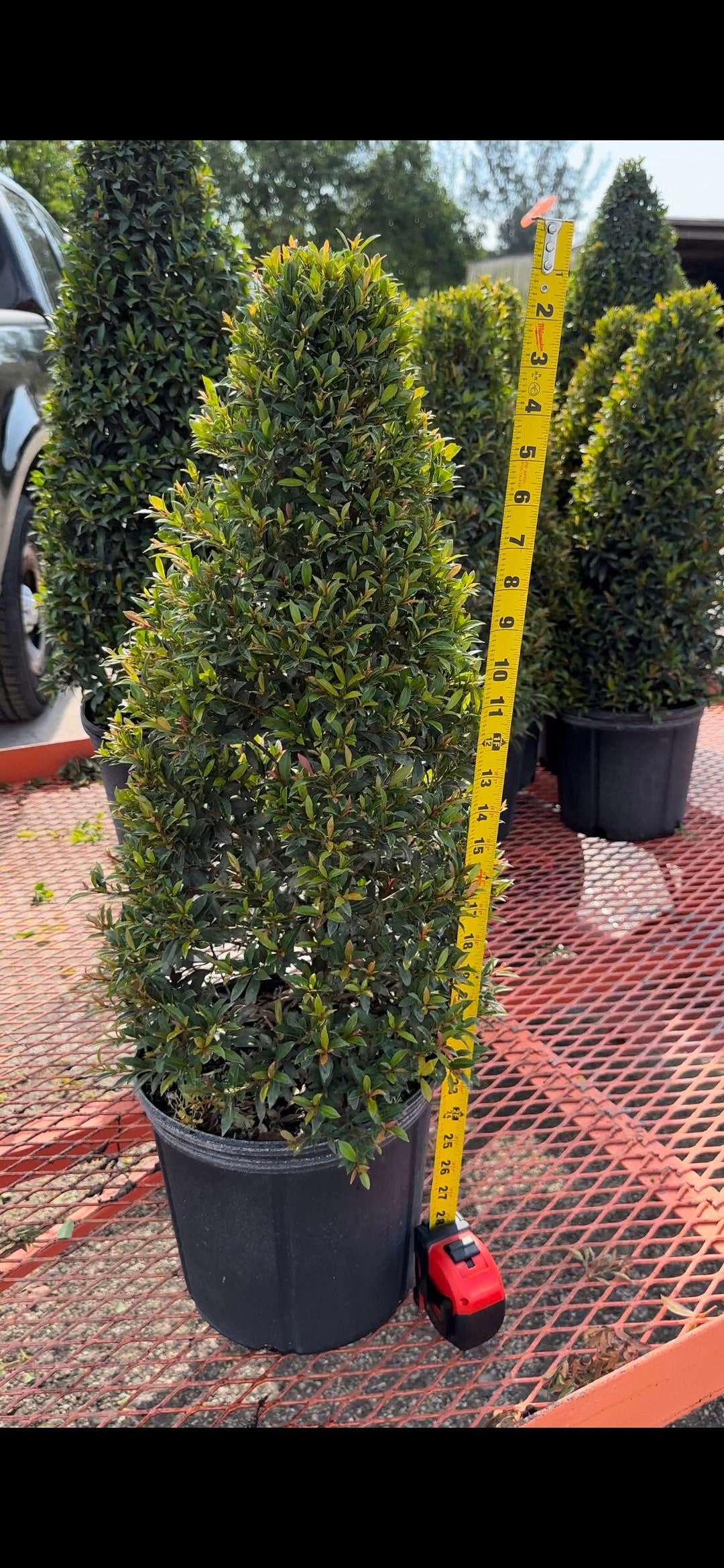 Eugenia Cone Shaped Topiary Live Plant in 10 Inch Pot Eugenia Globulus