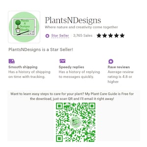 Pachira Aquatica Money Tree Planta viva grande Trenza gruesa 36"-42" promedio de altura. Maceta de 10" Entrega GRATIS imagen 8