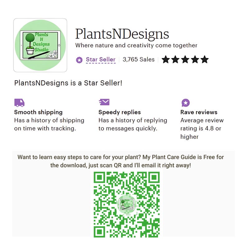 Pachira Aquatica Money Tree Planta viva grande Trenza gruesa 36"-42" promedio de altura. Maceta de 10" Entrega GRATIS imagen 8