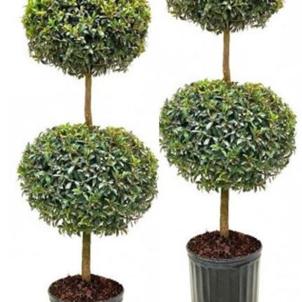 Live Topiary Plants Etsy
