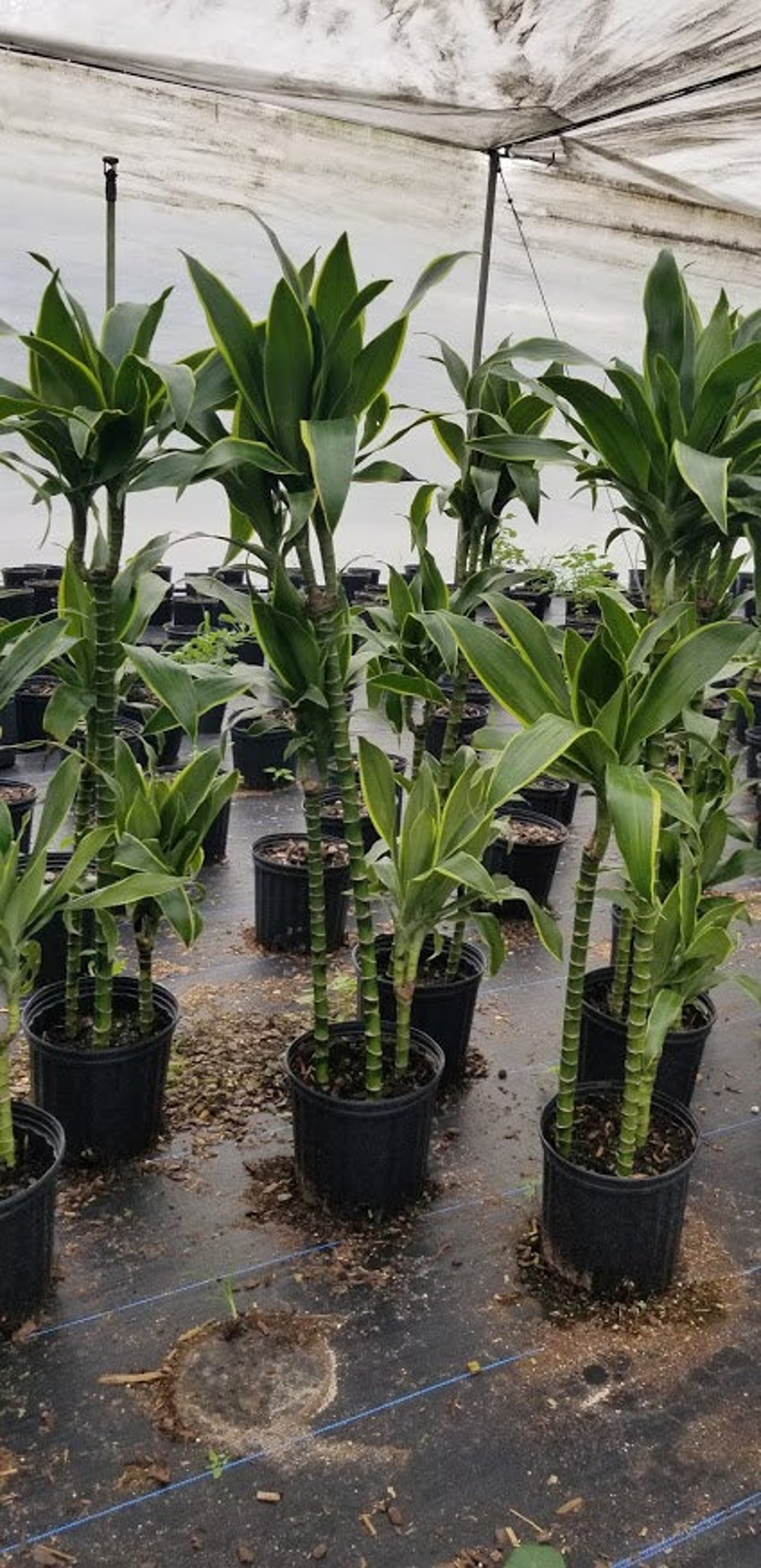 Dracena Santa Rosa 3 ppp staggered. 10 pot Live plants. Etsy