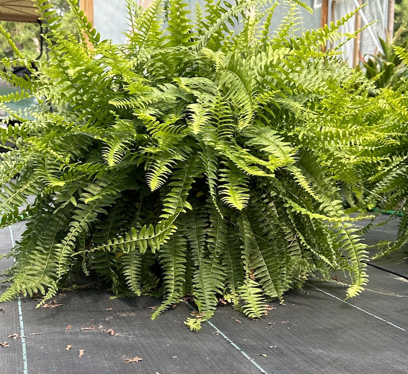 PlantsNDesigns Boston Fern - Thumbnail 2