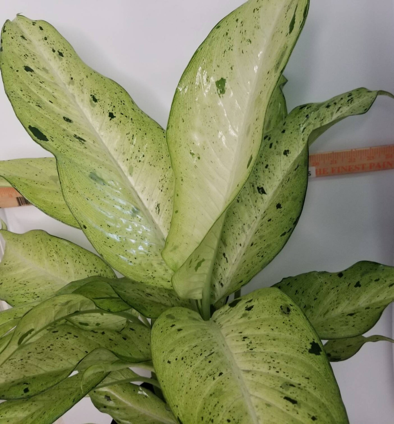 Dieffenbachia Camouflage Live plants PREMIUM FOLIAGE in Etsy Dieffenbachia Camouflage Live plants PREMIUM FOLIAGE in Etsy