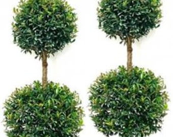 2 Live Plants grown in 10" Pots Eugenia Globulus 3 Ball Topiaries Beautifully Pruned Topiary for Patios & Outdoor Decor Twice as Nice