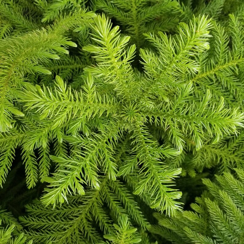 Norfolk Island Pine 10 pot Christmas Tree Live Plant Arbol