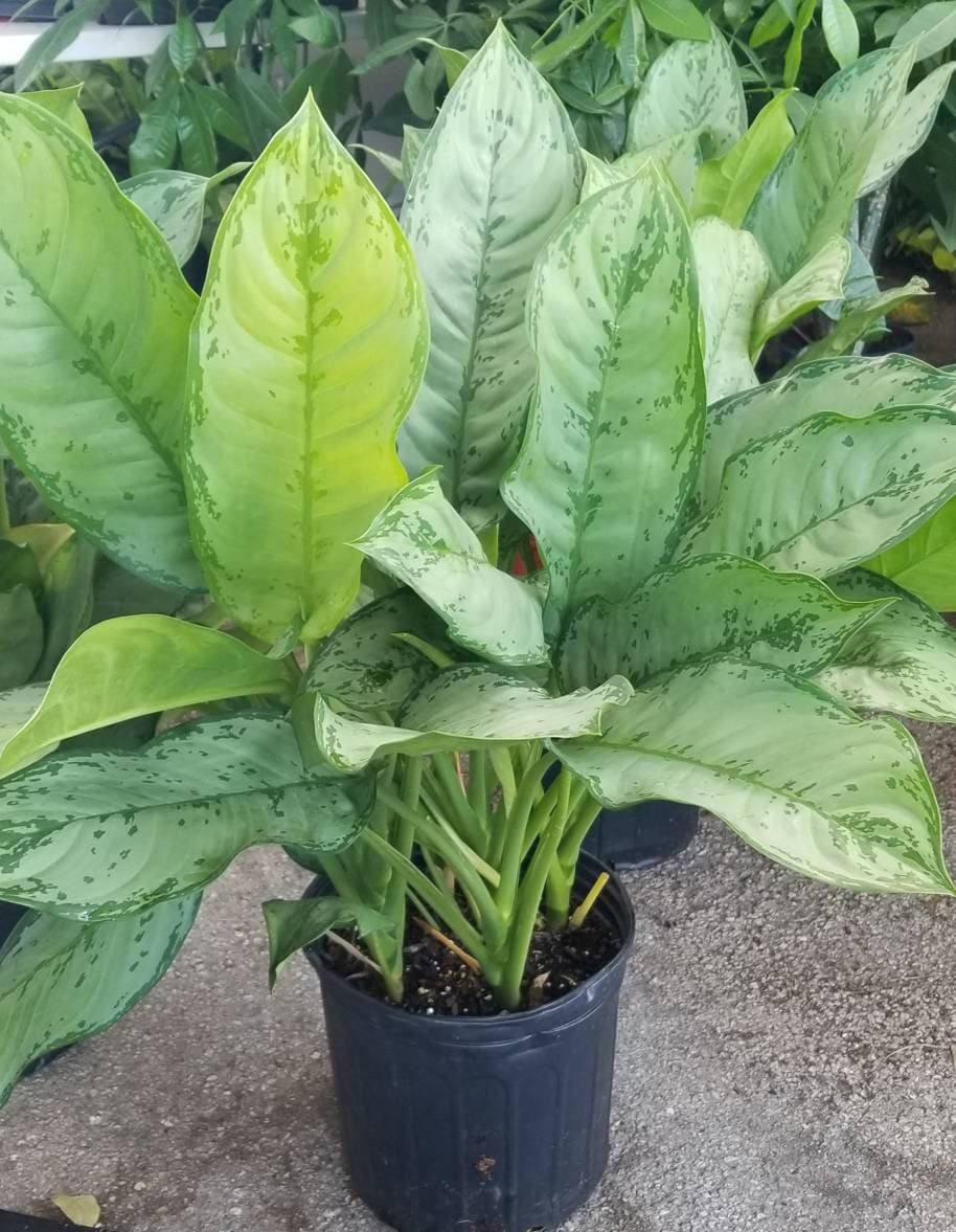 best soil mix for heartleaf philodendron Philodendron/Aroid Imperial Potting Soil Mix – Wild & Son main image 0
