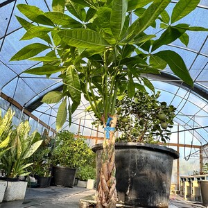 Pachira Aquatica Money Prosperity Tree Large live plant Thick Braid 38" tall Interior Design quality 10" pot.
