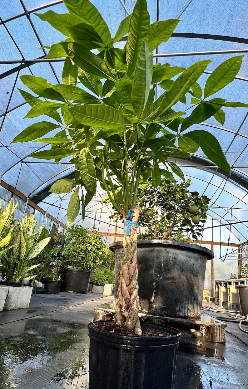 Pachira Aquatica Money Prosperity Tree Large live plant Thick Braid 38" tall Interior Design quality 10" pot.