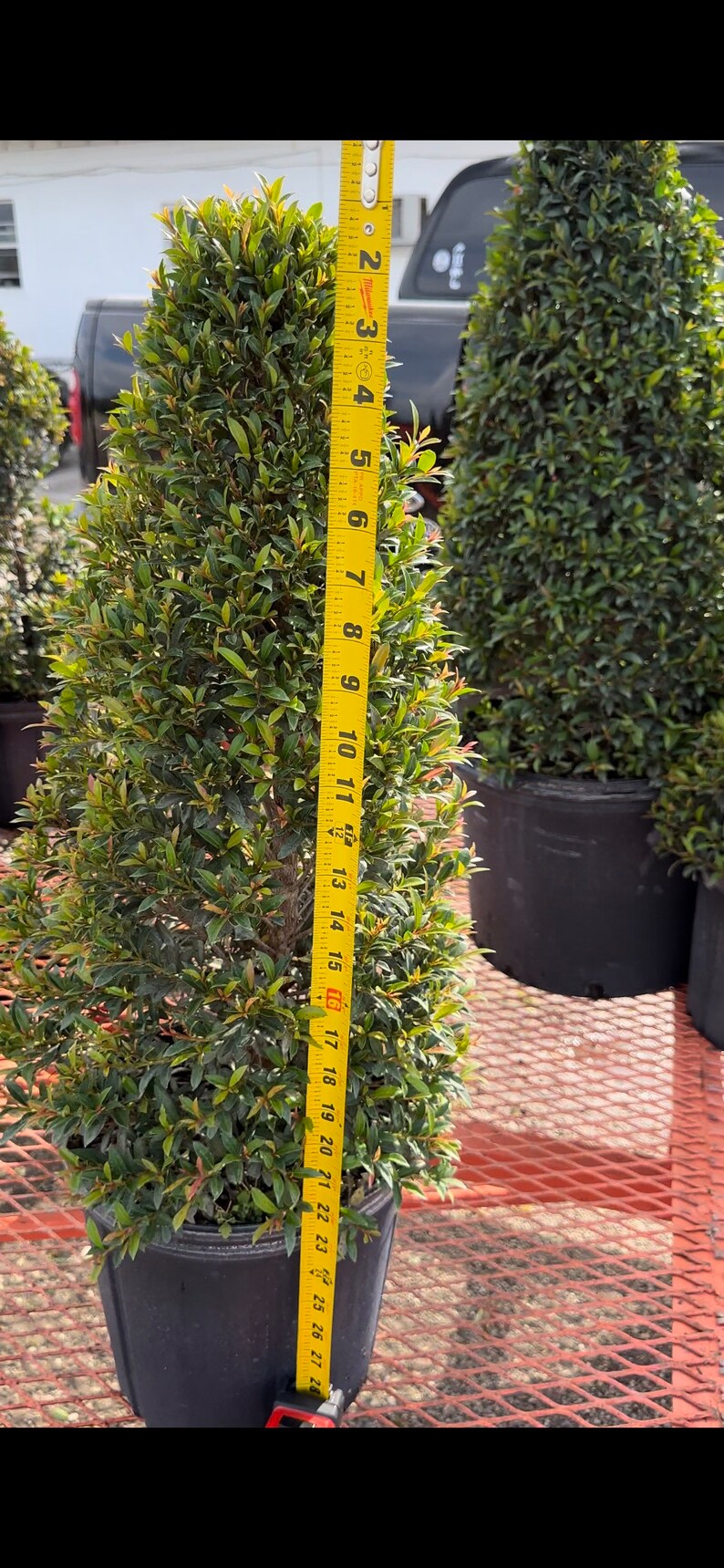 Eugenia Cone Shaped Topiary Live Plant in 10 Inch Pot Eugenia - Etsy