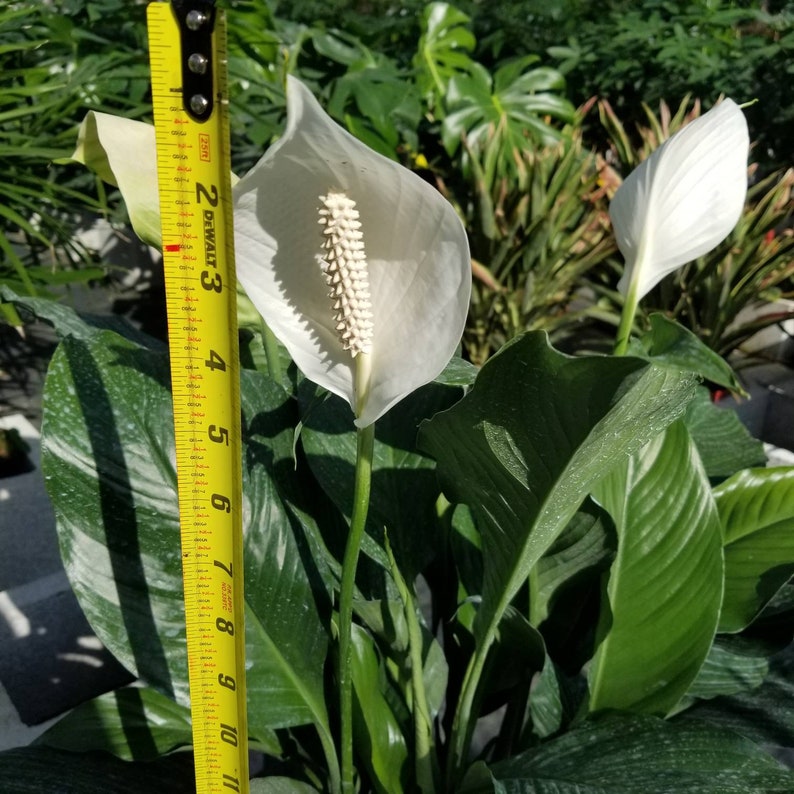 Extra large Spath or Peace Lily with Spikes Live indoor plants Etsy