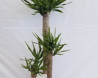 Extra large Yucca Multi heads staggered 3.2.1, 3 ppp 12” pot Live plants. Planta para interior. Plantes d'intérieur.