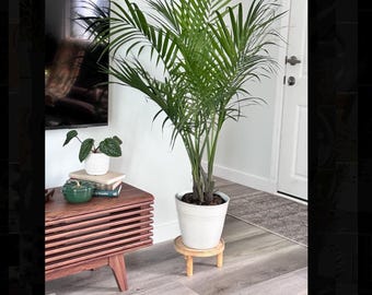 Large Live Majesty Palm Tree  Tropical Indoor Plant - Etsy