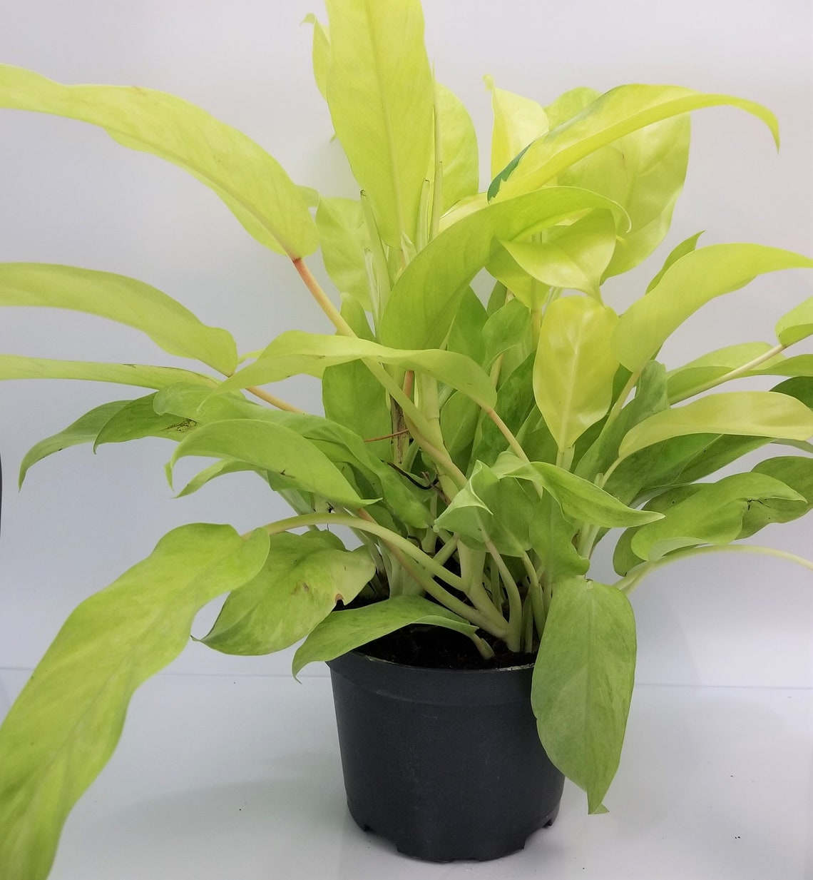 Philodendron Golden Goddess Variegated indoor live plant in a Etsy