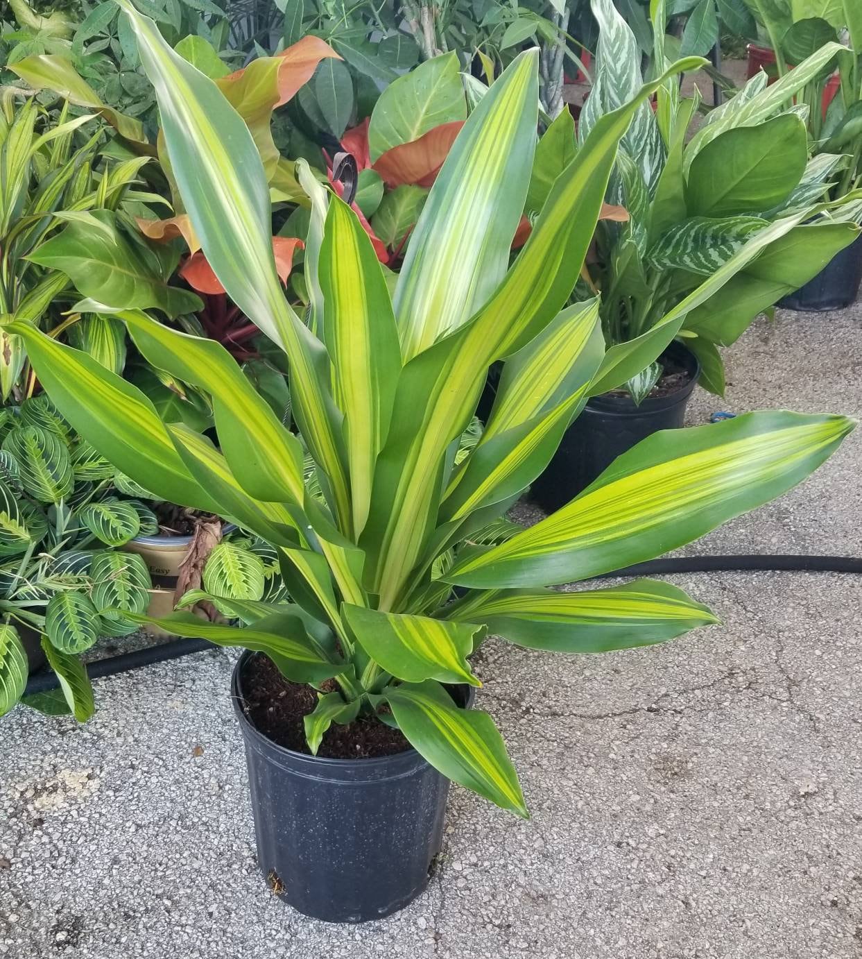 Dracaena Giganta Golden Heart Live Plants in 10" Nursery Pot. Planta Para  Interior. Plantes D'intrieur. - Etsy