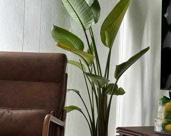 May include: A tall Bird of Paradise plant with large, broad, green leaves potted in a white ceramic planter. The planter features a textured, embossed pattern of concentric semi-circles around its exterior, providing a decorative base for the plant.