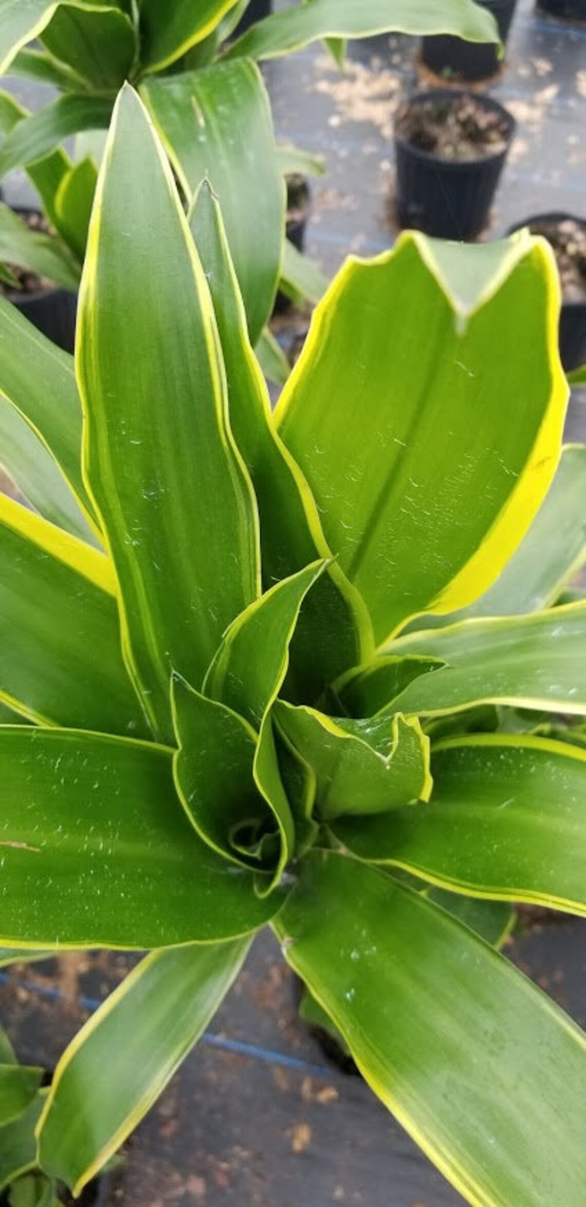 Dracena Santa Rosa 3 ppp staggered. 10 pot Live plants. Etsy