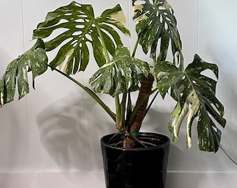 Monstera rara Thai Constellation: una gran planta de colección
