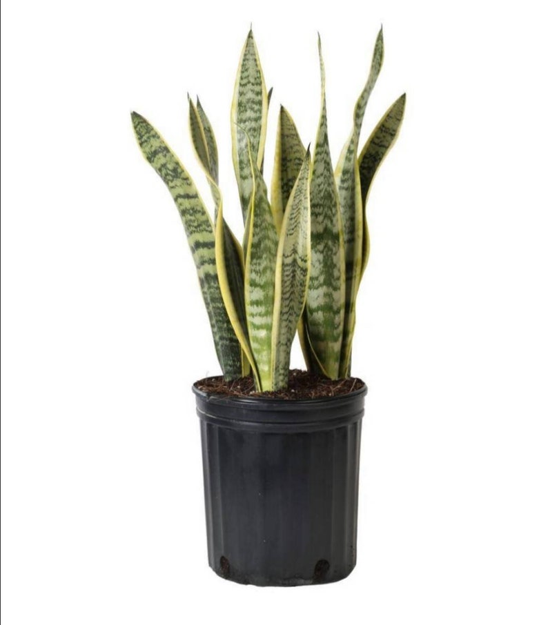 Giant Snake Plant Sansevieria Laurentii The perfect Trendy