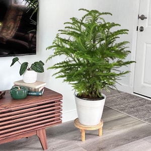 May include: A Norfolk Island pine houseplant with vibrant green, needle-like foliage potted in a plain white container. The plant sits on a small, round, light-colored wooden stand with three short legs, positioned on a gray floor.