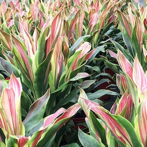 Cordyline Sherbert Hawaiian Ti indoor live plant grown in 10" growers pot Planta interior. Plantes d'intérieur