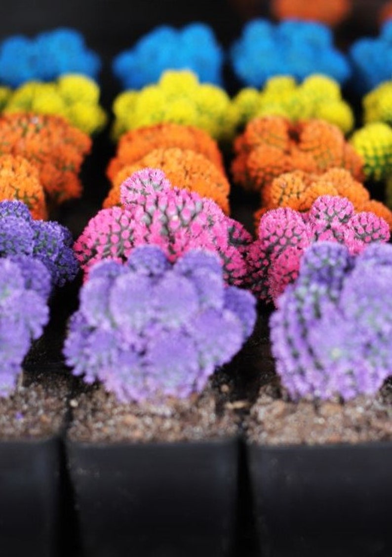 Desert Gems Cacti Rare Succulent Cactus Live Plant Planta viva Etsy