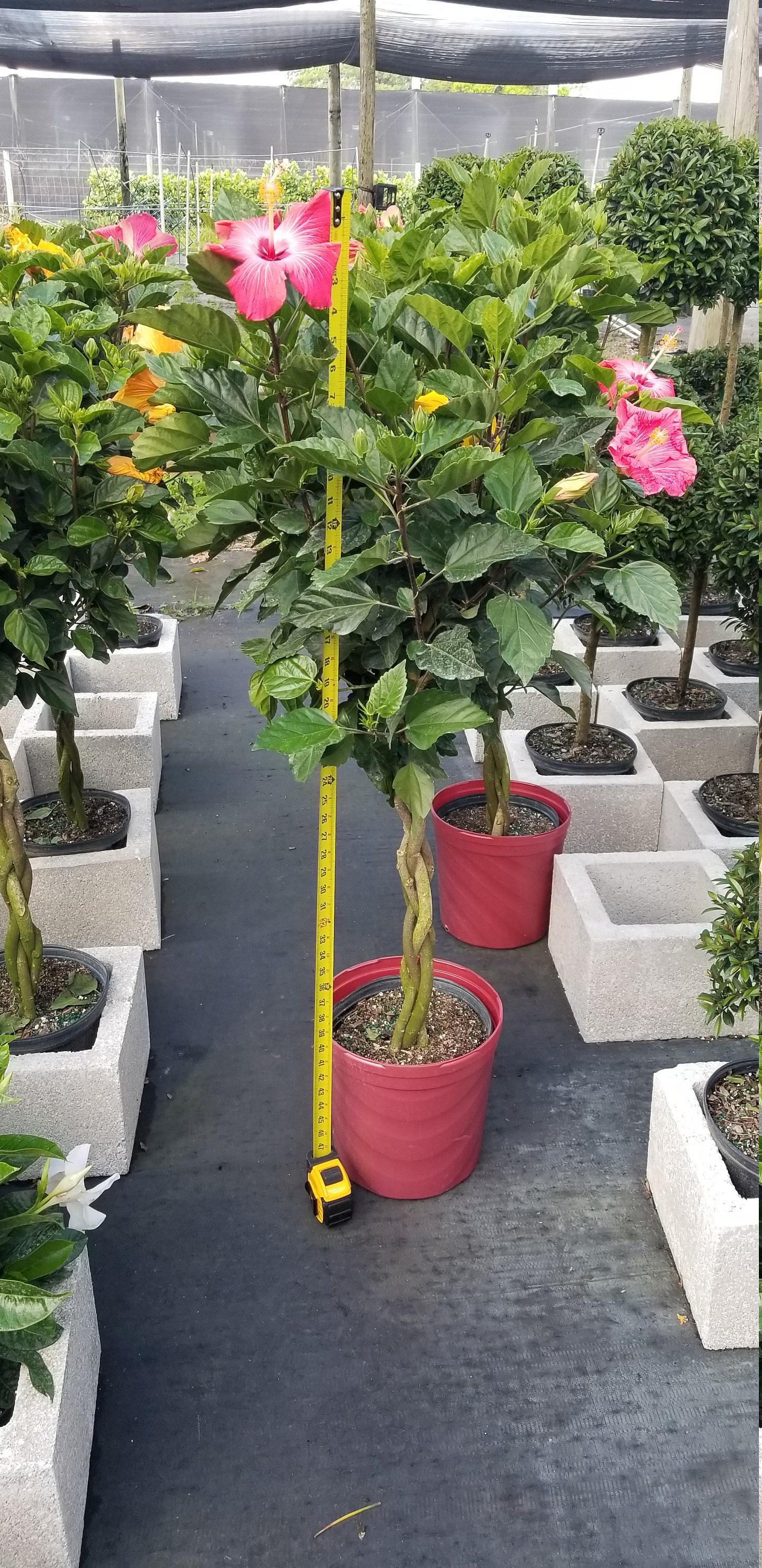 Full Grown Braided Hibiscus Tree