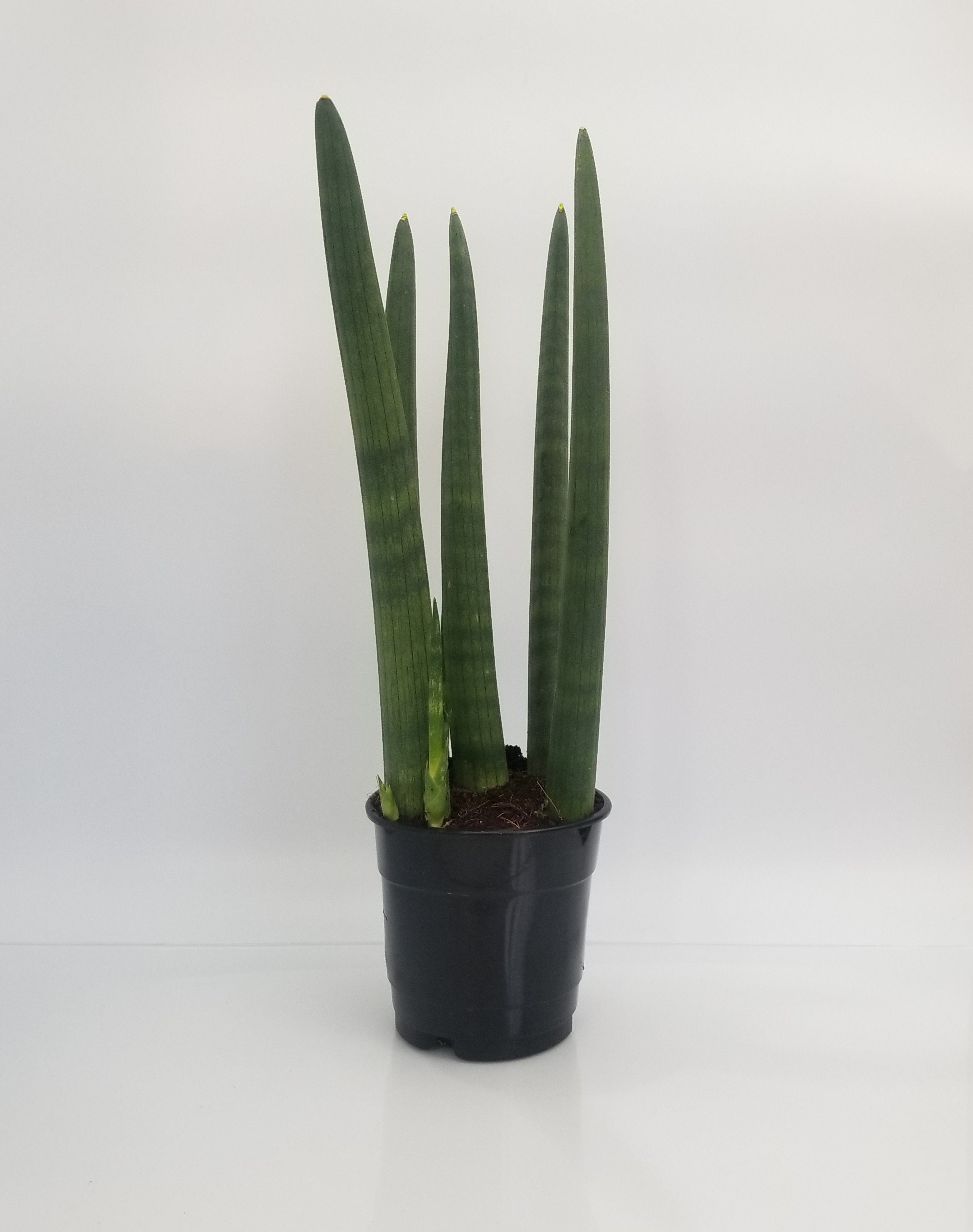 Sansevieria Cylindrica Snake Plant For Indoor Live Plant Grown Etsy