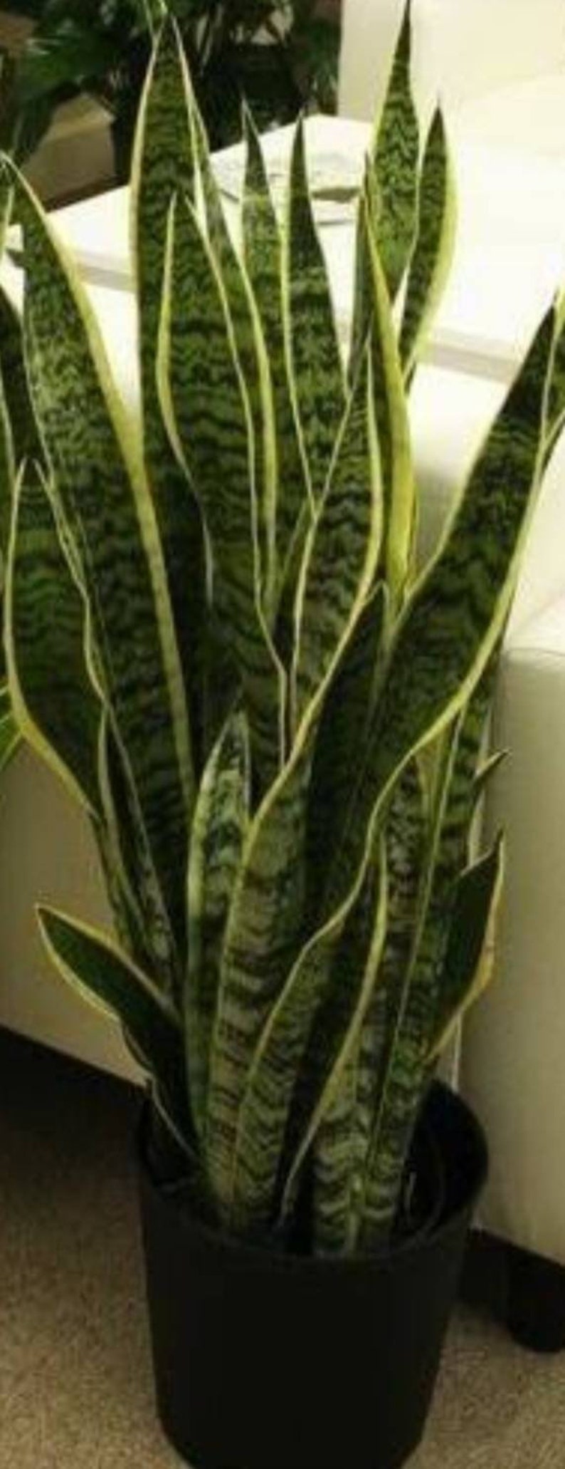 Giant Snake Plant Sansevieria Laurentii The perfect Trendy