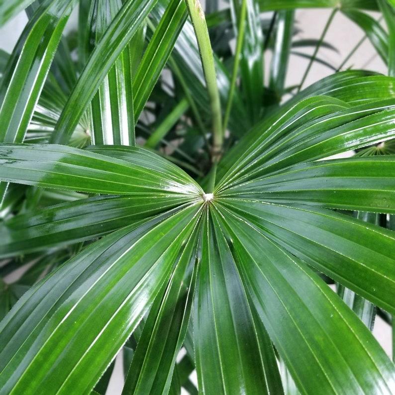 Lady Palm Rhapis Excelsa Indoor/Outdoor Live Plant 10 Etsy