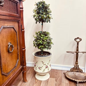 Eugenia Topiary 2 Ball Potted Live Plant in 7 inch pot, Elegant Indoor Decor