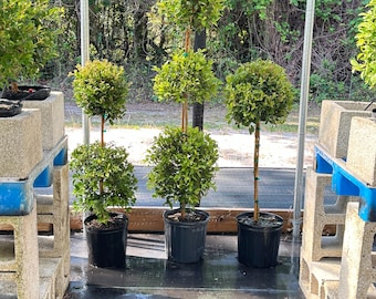 Set de tres de Topiarios Planta viva de Eugenia en macetas de 10 pulgadas 3 galones Eugenia Myrtifolium Topiario. 1 bola, 2 bolas y 3 bolas.