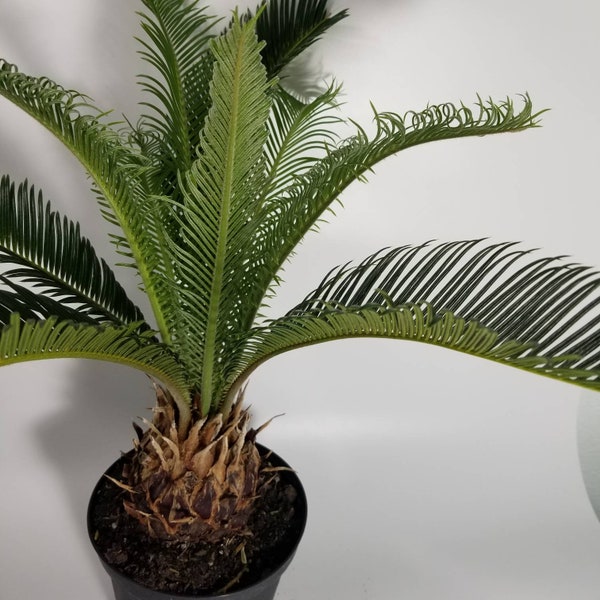 King Sago Palm live palm in a 6 inch pot planta para interior