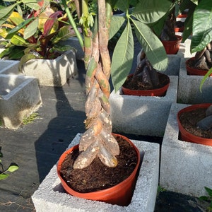 Pachira Aquatica Money Tree Large live plant Nice Thick Braid average height  36" - 38" tall in 10" grower's pot. 發財樹美國土豆瓜栗