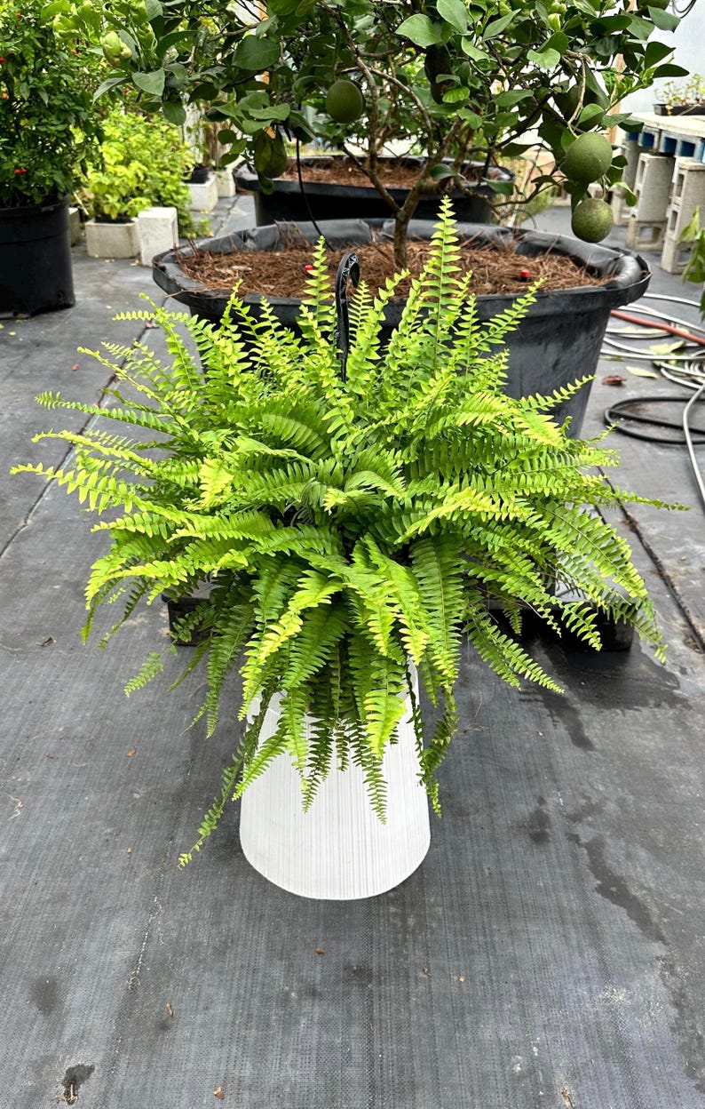 PlantsNDesigns Boston Fern