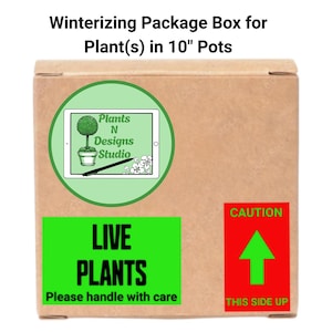 Pachira Aquatica Money Tree Planta viva grande Trenza gruesa 36"-42" promedio de altura. Maceta de 10" Entrega GRATIS imagen 9