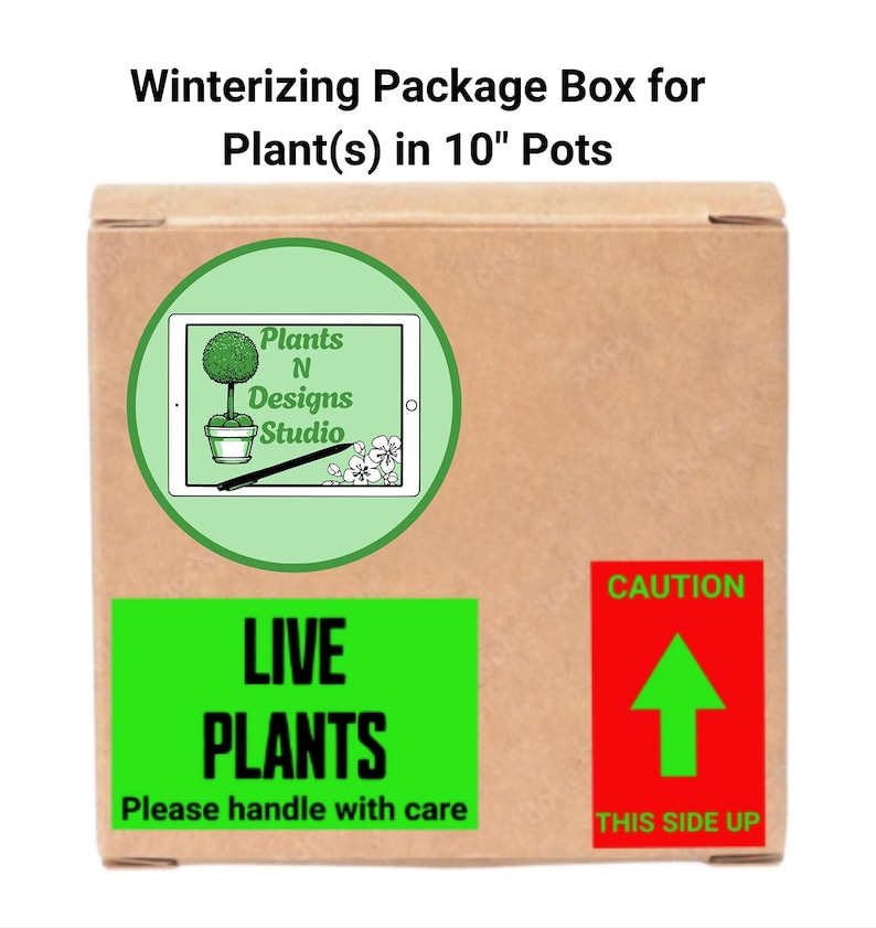 Pachira Aquatica Money Tree Planta viva grande Trenza gruesa 36"-42" promedio de altura. Maceta de 10" Entrega GRATIS imagen 9