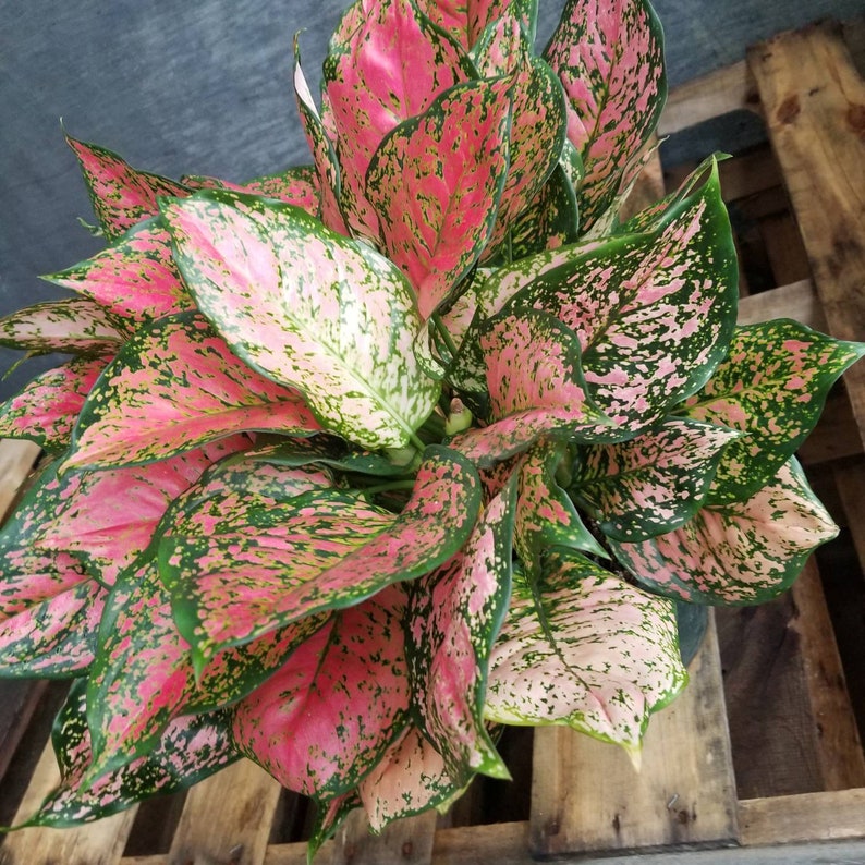 Aglaonema Red Valentine Chinese Evergreen Live plants in ...