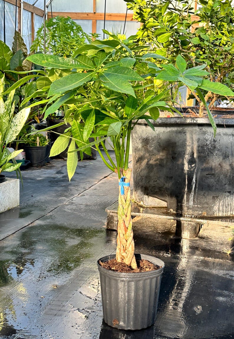 Pachira Aquatica Money Prosperity Tree Large live plant Thick Braid 38" tall Interior Design quality 10" pot.