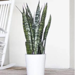 Very Large Black Coral Snake Sanseveria Macrophylla live plant perfect Trendy indoor 10&quot; pot FREE upgrade UPS  Interior Design quality